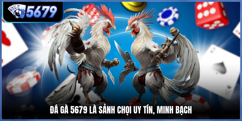 Đá gà 5679 là sảnh chọi uy tín, minh bạch