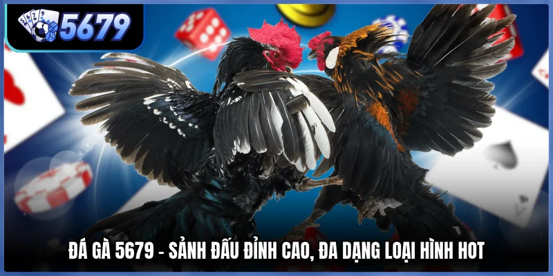 Đá Gà 5679 - Sảnh Đấu Đỉnh Cao, Đa Dạng Loại Hình Hot